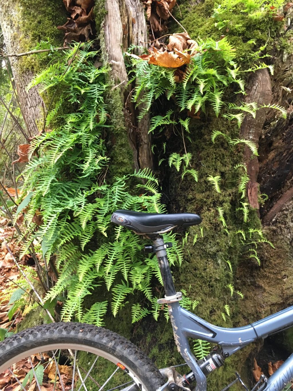 Seahawks vs. Falcons